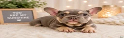 French Bulldog dogs for sale:  Handsome - Ad 5