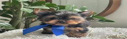 Yorkshire Terrier dogs for sale: Taco - Ad 7