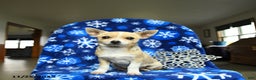 Chihuahua dogs for sale: Charlie - Ad 3
