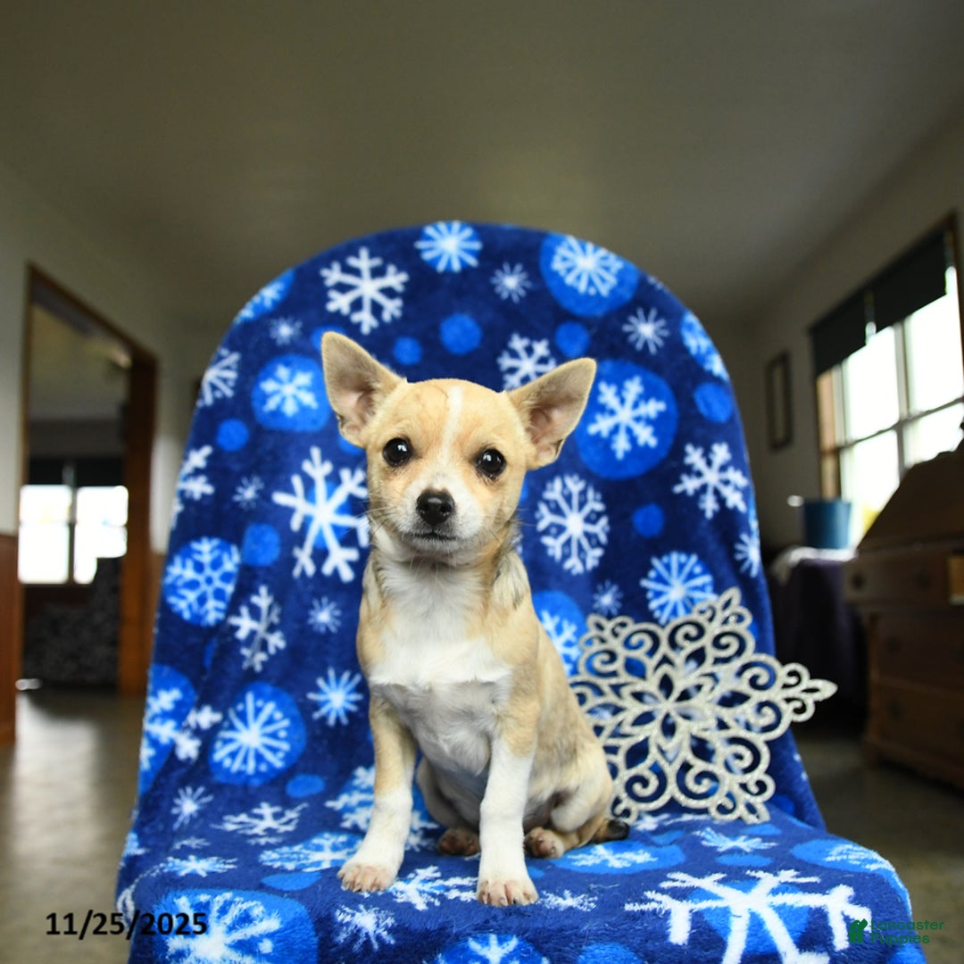 Chihuahua dogs for sale: Charlie - Ad 3