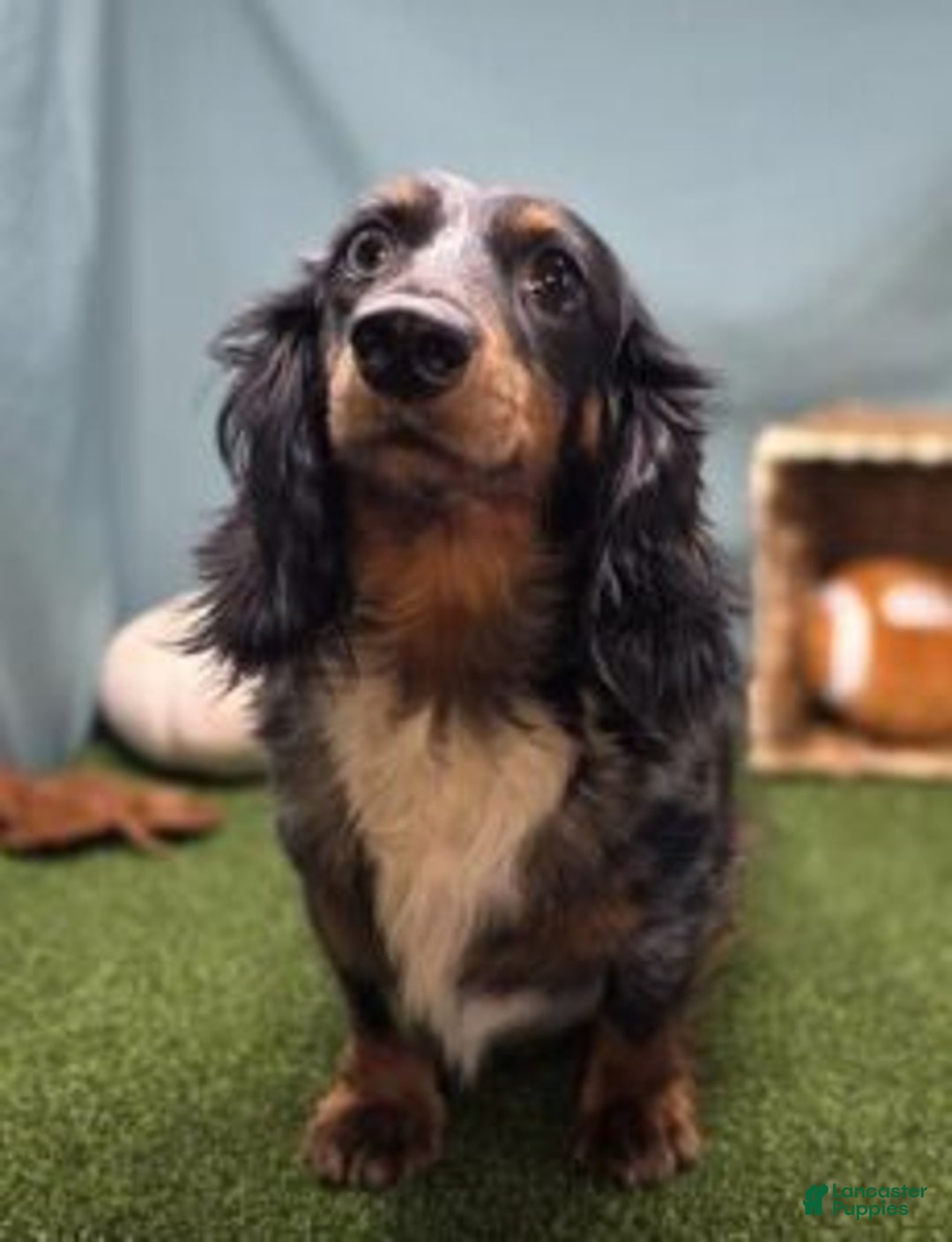 Dachshund dogs for sale: Annie - Ad 6