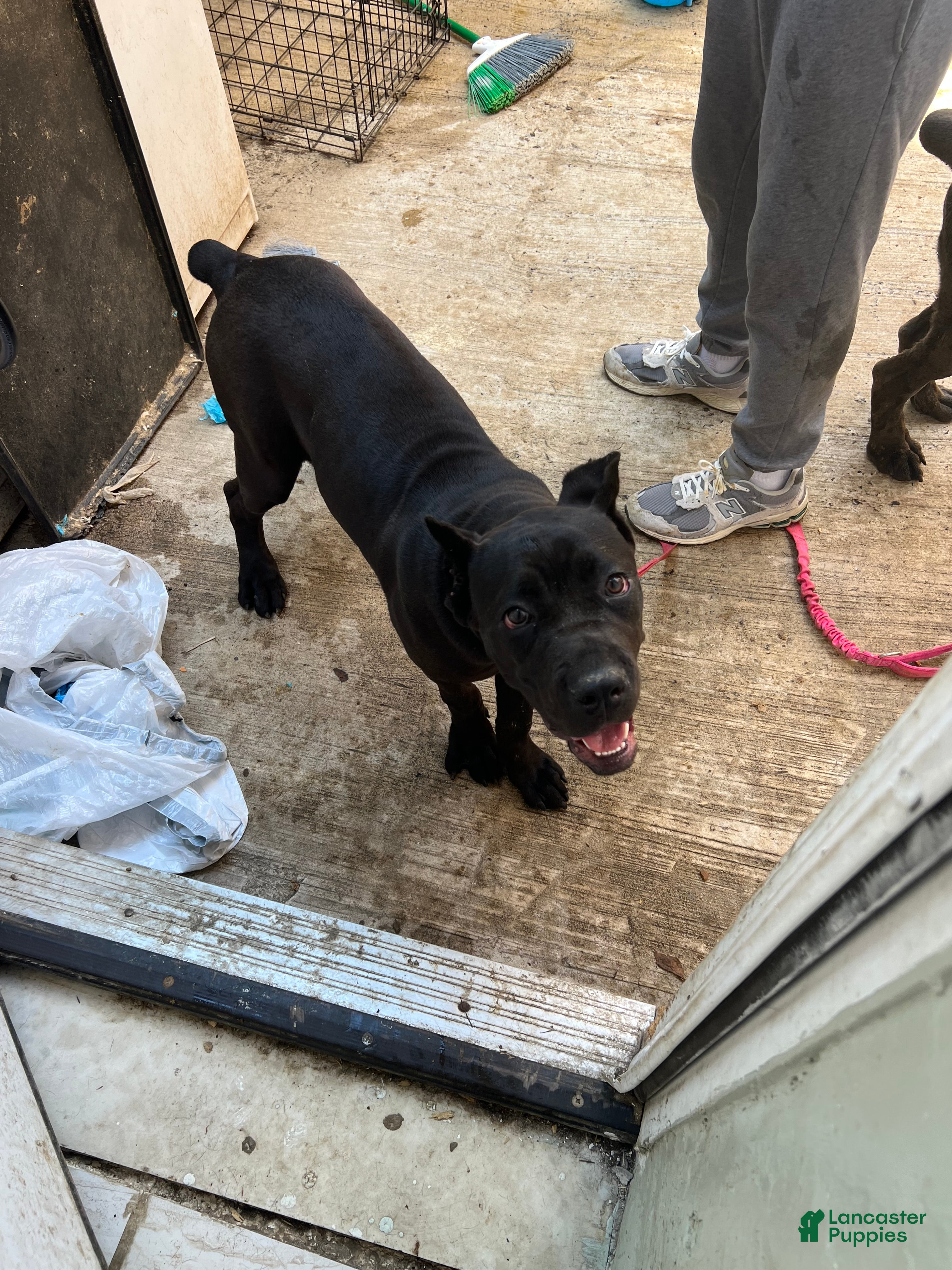 Cane Corso dogs Cane Corso 1 - Ad 28