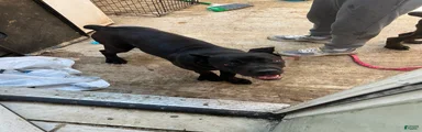 Cane Corso 1