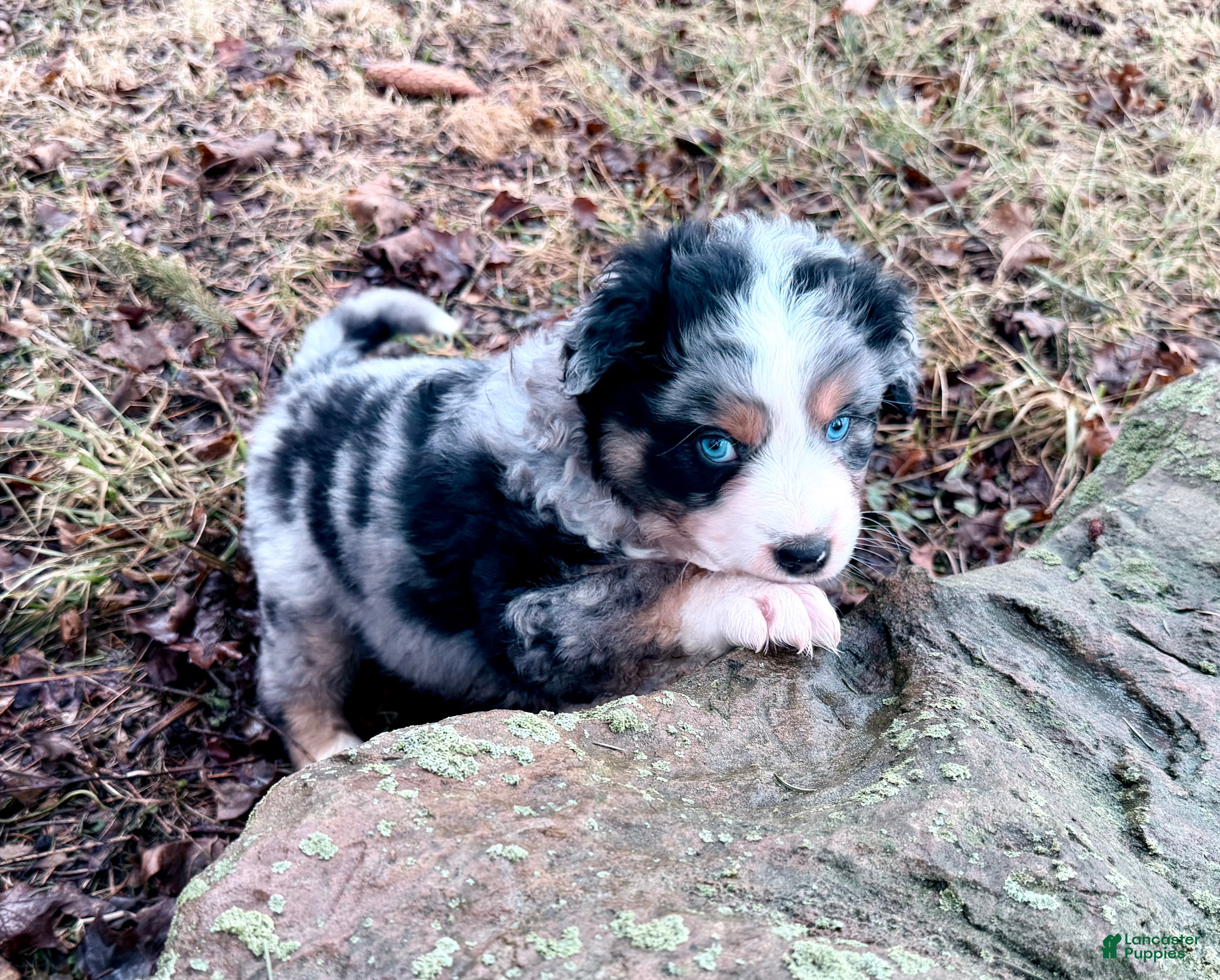 Australian Shepherd dogs Australian Shepherd Puppy 1 - Ad 1