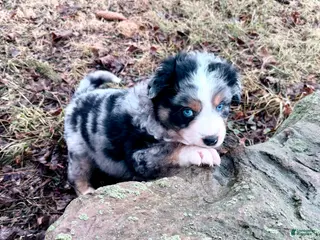 Australian Shepherd dogs for sale: Australian Shepherd Puppy 1 - Ad 1