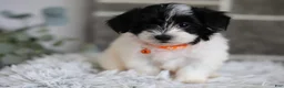 Maltipoo dogs for sale: Tiny - Ad 10