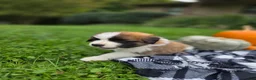 Saint Bernard dogs for sale: Maverick - Ad 4