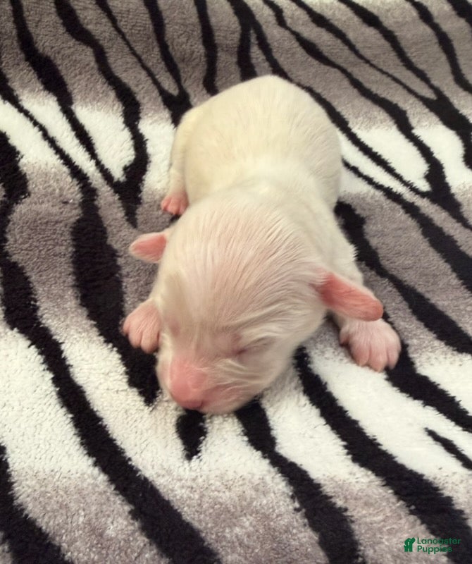 Dachshund dogs Cream female 1 - Ad 2