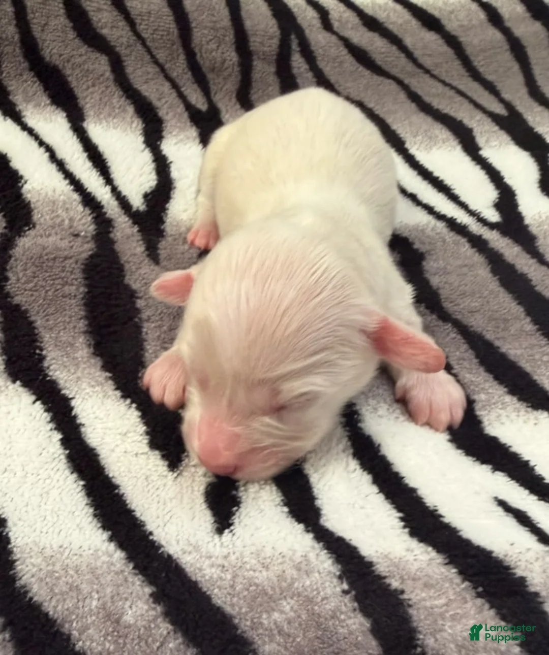 Dachshund dogs for sale: Cream female 1 - Ad 2