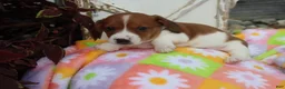 Miniature Dachshund dogs for sale: Mitch - Ad 4