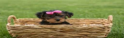 Yorkshire Terrier dogs for sale:  Betsy 🐶 - Ad 19