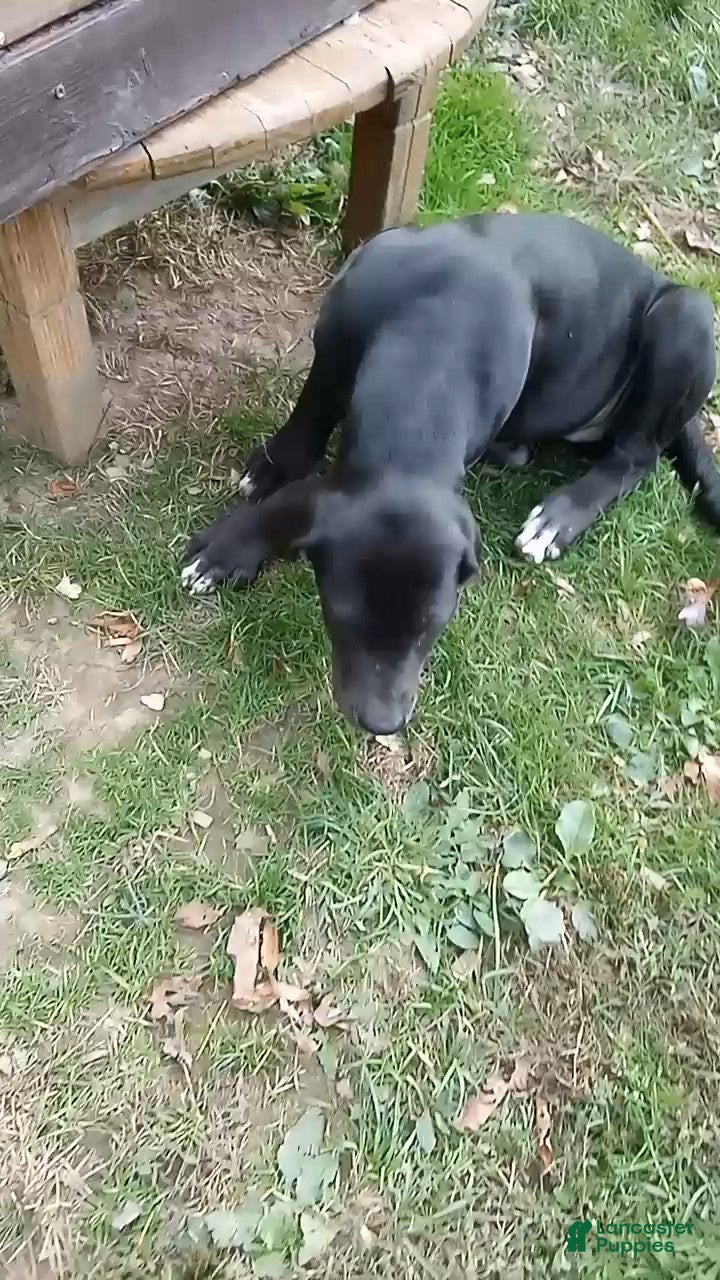 Mixed Breed dogs Midnight - Ad 16