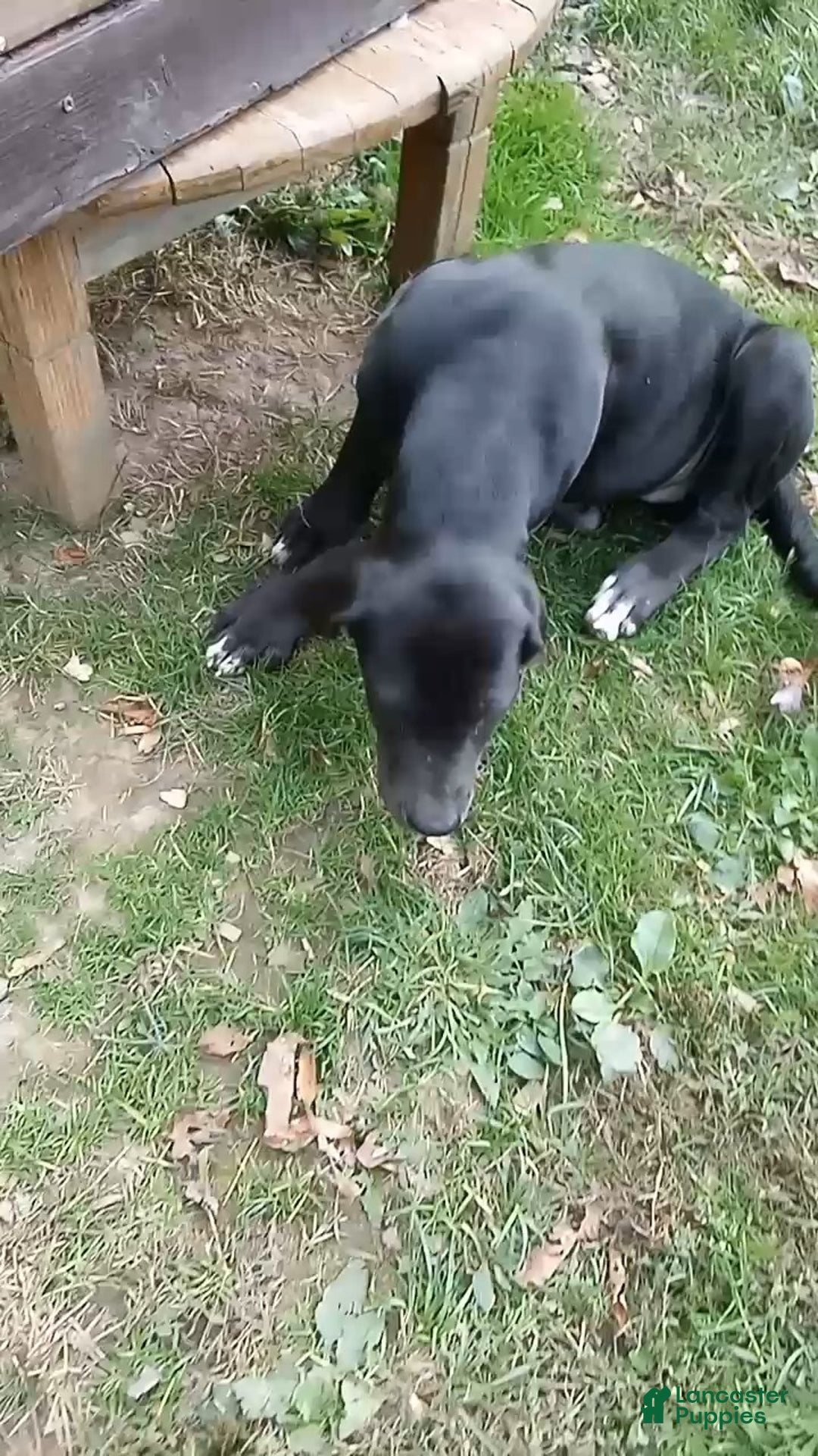 Mixed Breed dogs for sale: Midnight - Ad 1