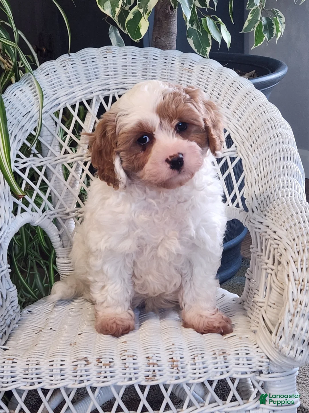 Cavapoo dogs for sale: Ice pop  - Ad 1
