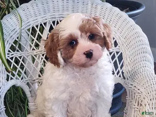Cavapoo dogs for sale: Ice pop - Ad 2