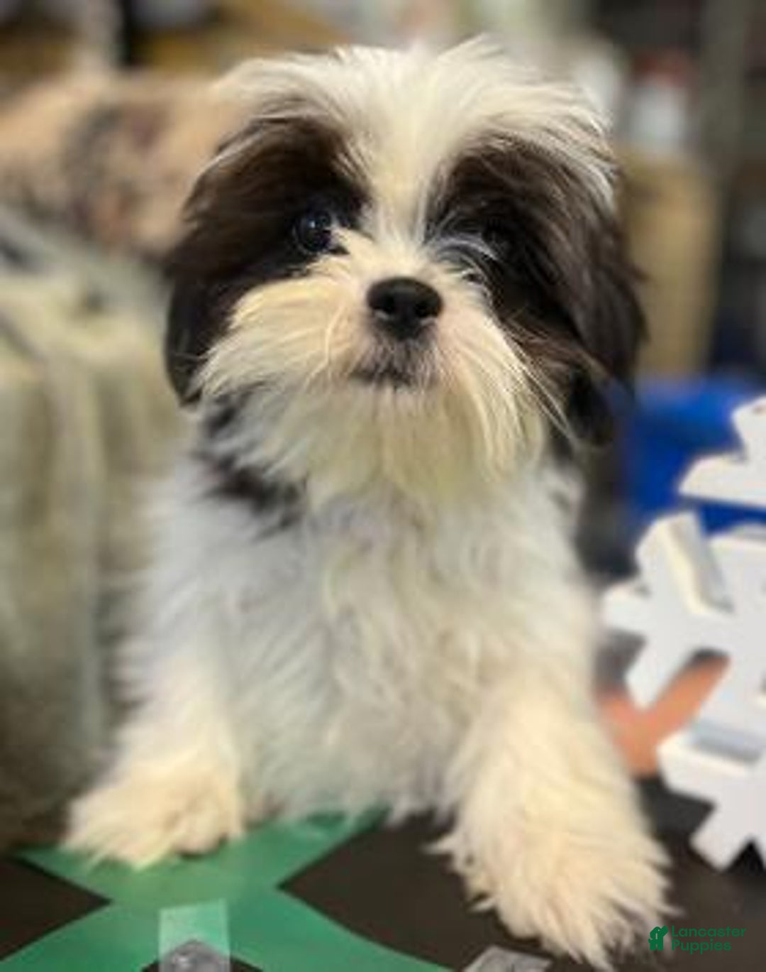 Shih Tzu dogs for sale: Harriet - Ad 1