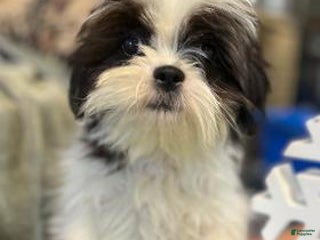 Shih Tzu dogs Harriet - Ad 21
