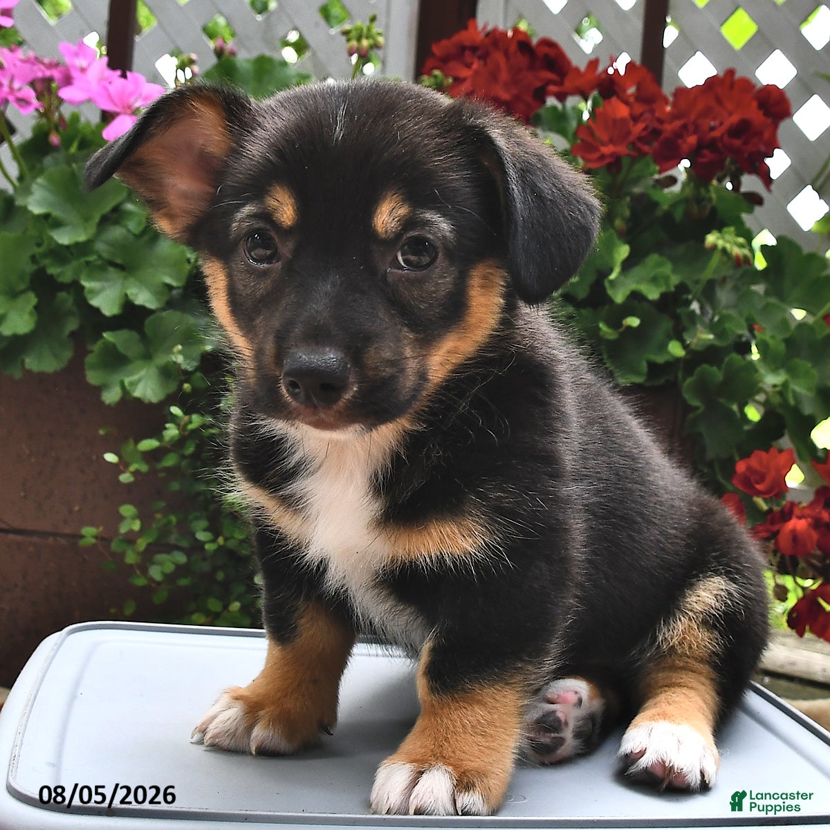 Welsh Corgi Pembroke dogs Destiny - Ad 2