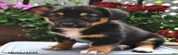 Welsh Corgi Pembroke dogs for sale: Destiny - Ad 2