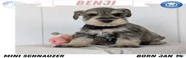 Benji