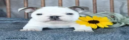 English Bulldog dogs for sale: Daisy - Ad 3