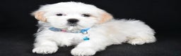 Shih Tzu dogs for sale: Yale - Ad 1
