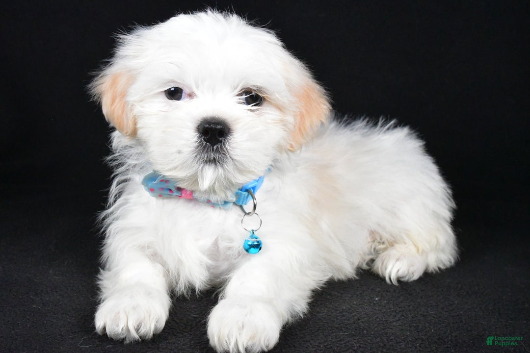 Shih Tzu dogs for sale: Yale - Ad 1
