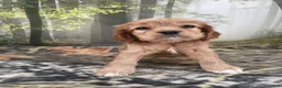 Cockalier dogs for sale: Cockalier 3 - Ad 6