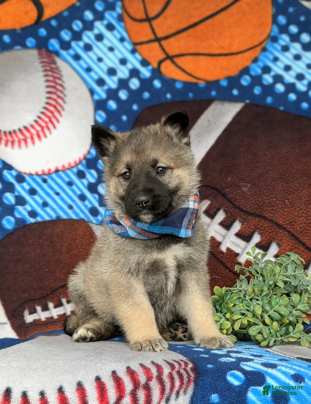 Mixed Breed dogs for sale: Clifton - Ad 3