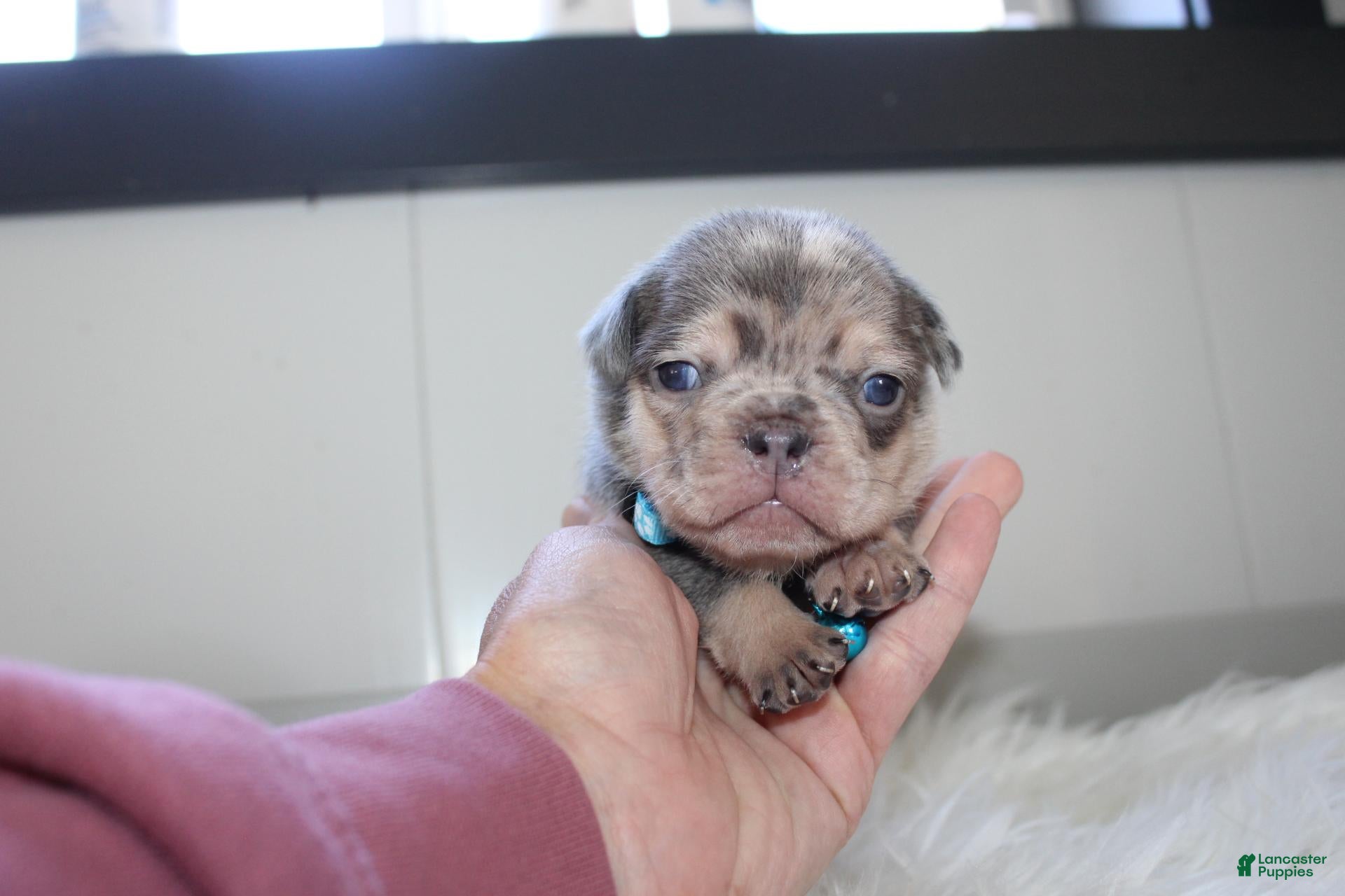 French Bulldog dogs AKC Max - Ad 2