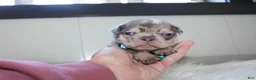 French Bulldog dogs for sale: AKC Max - Ad 2