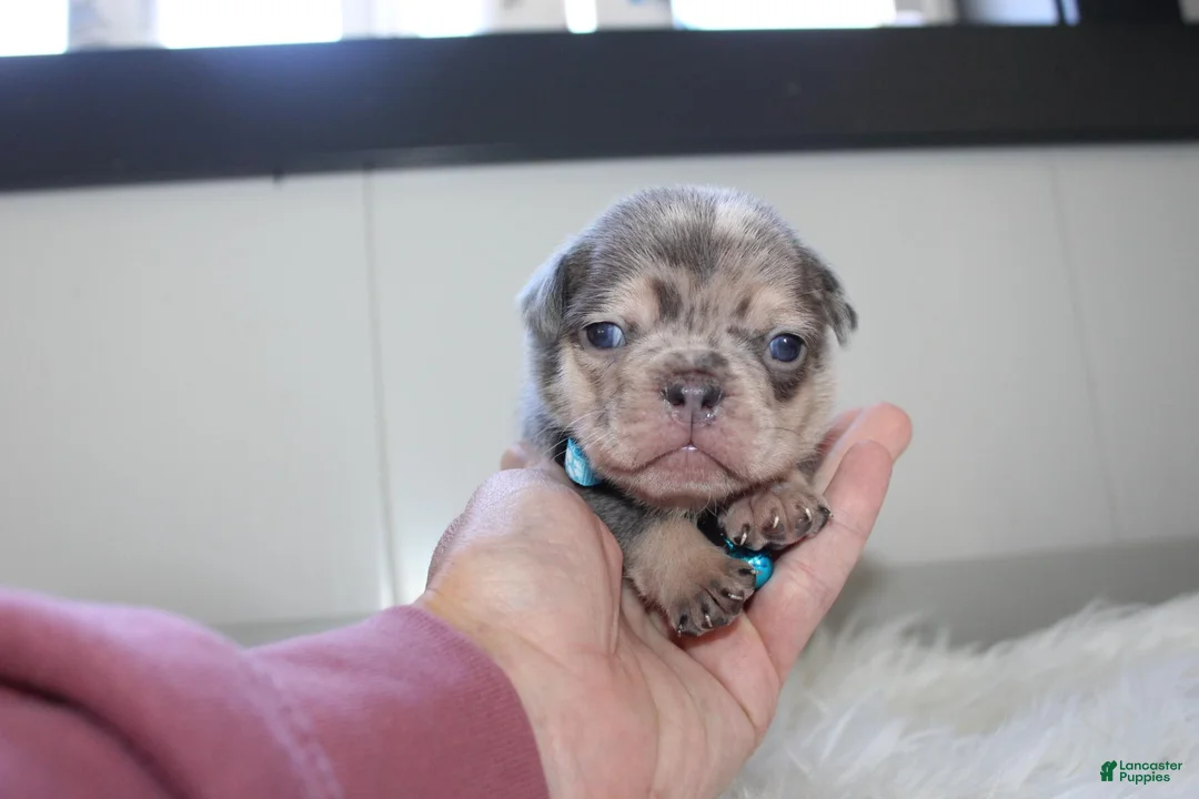 French Bulldog dogs for sale: AKC Max - Ad 2