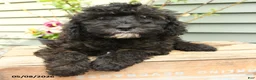 Shihpoo dogs for sale: Poppy - Ad 4