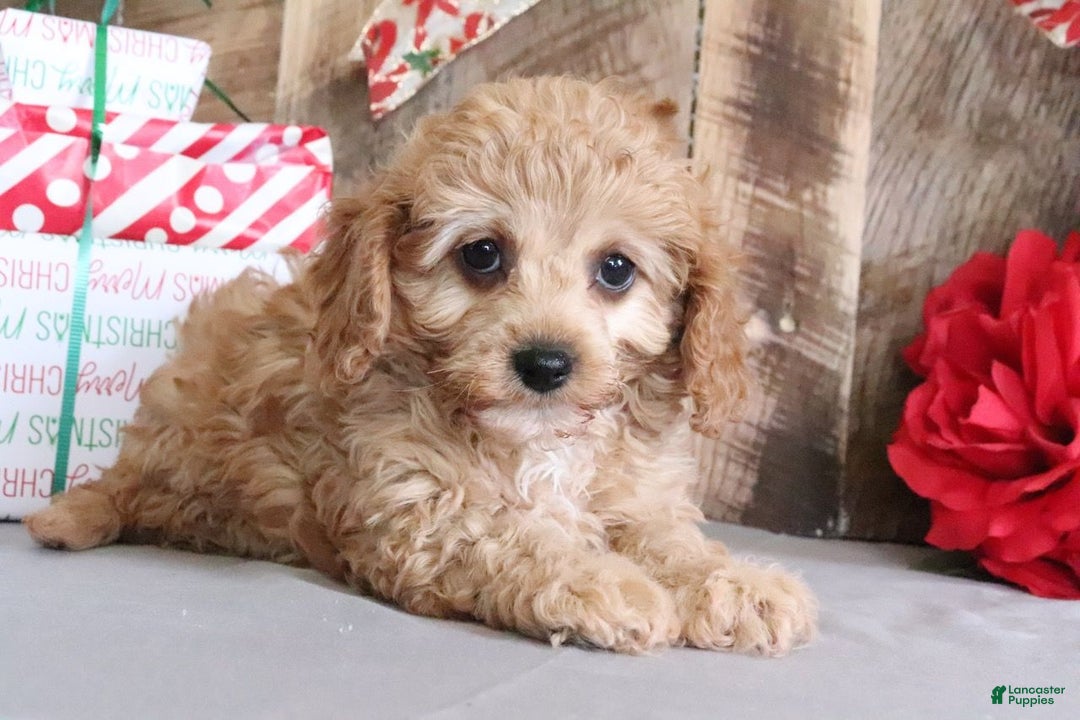 Cavapoo dogs for sale: Rebecca - Ad 2