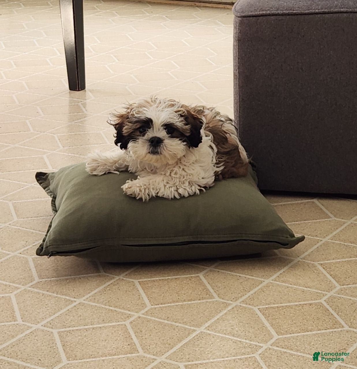 Teddy Bear dogs Milo - Ad 2