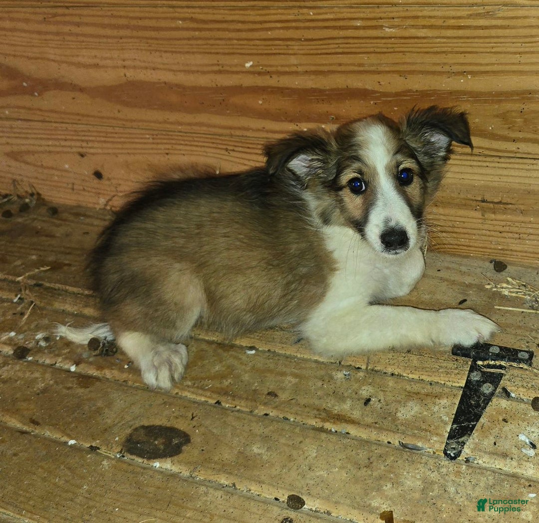 Shetland Sheepdog dogs for sale: Sheldon - Ad 3