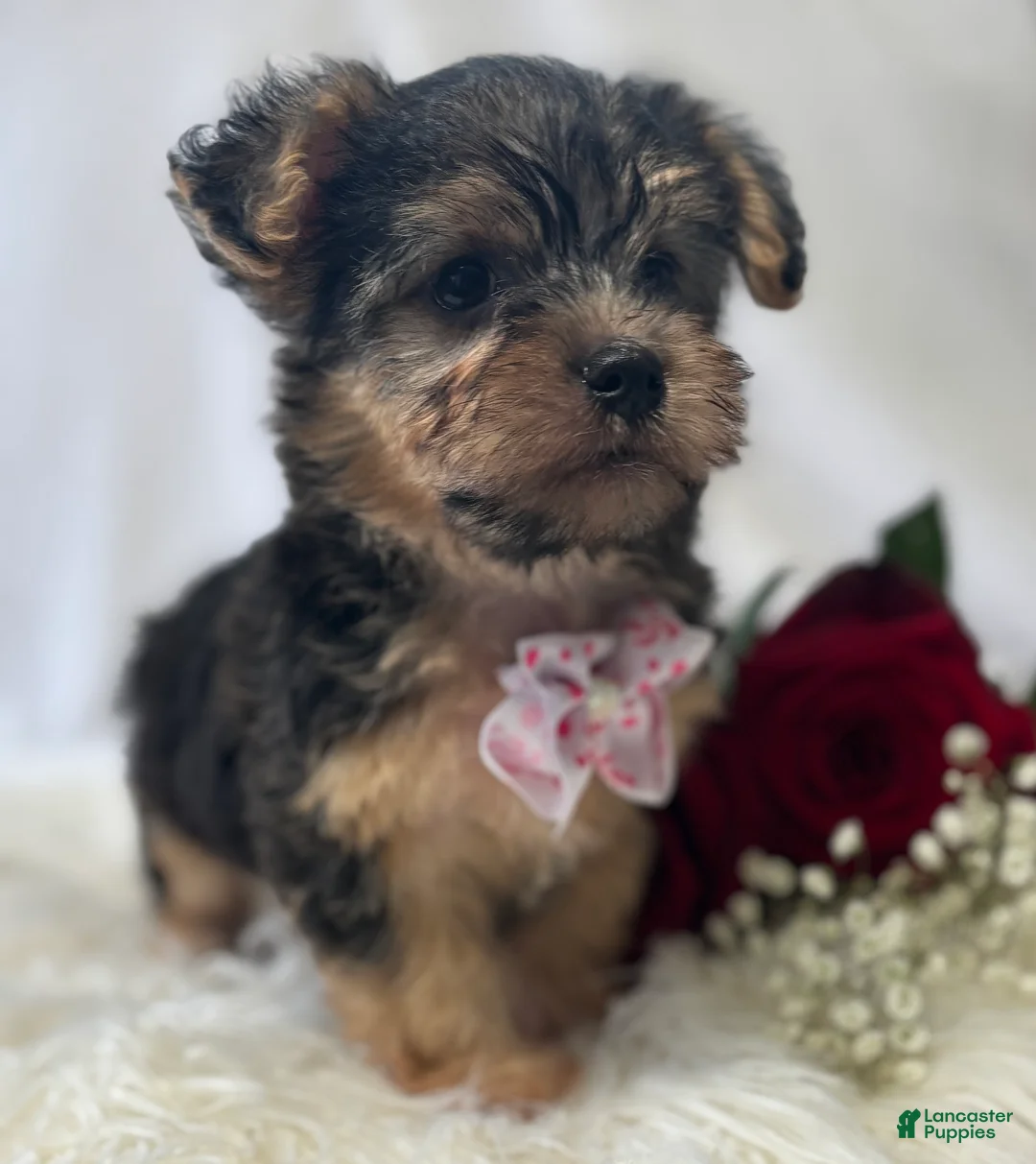 Morkie dogs for sale: Alexis - Ad 13