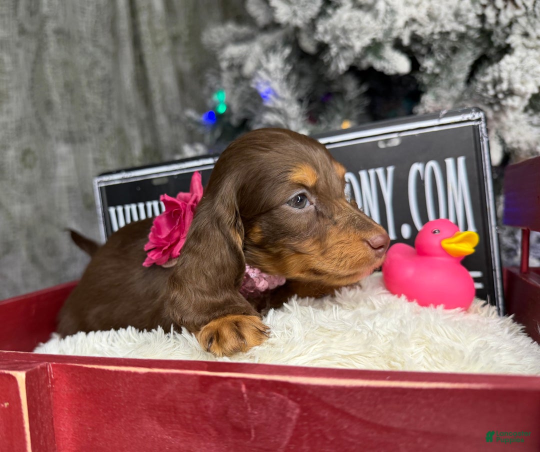 Miniature Dachshund dogs for sale: Ready Xmas eve - Ad 6