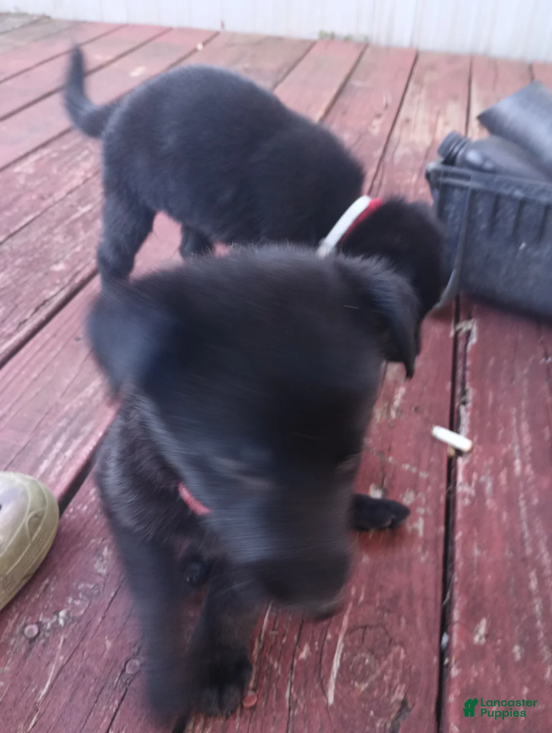 German Shepherd dogs for sale: German Shepherd 1 - Ad 2