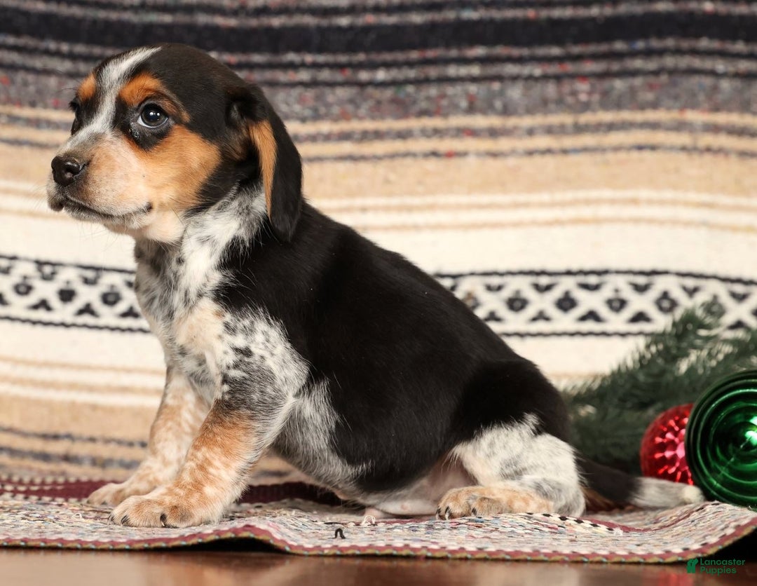 Beagle dogs for sale: Dixon - Ad 3