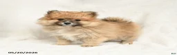 Pomeranian dogs for sale: Dandy - Ad 5