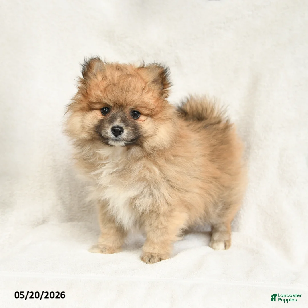 Pomeranian dogs for sale: Dandy - Ad 5