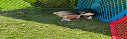 Rat Terrier dogs for sale: Thomas - Ad 10