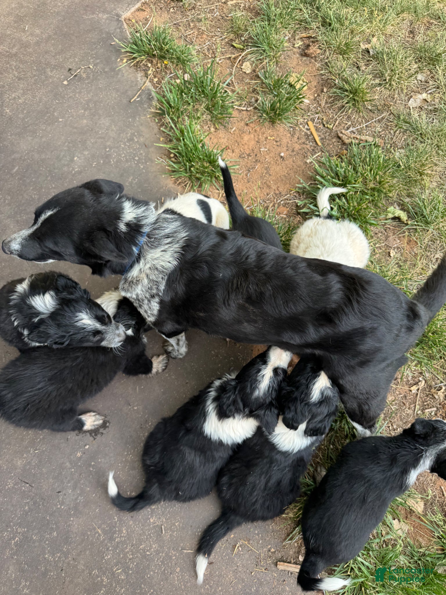 Mixed Breed dogs Mixed Breed Puppy 1 - Ad 21