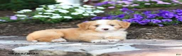 Mini Bernedoodle dogs for sale: Pedro - Ad 4