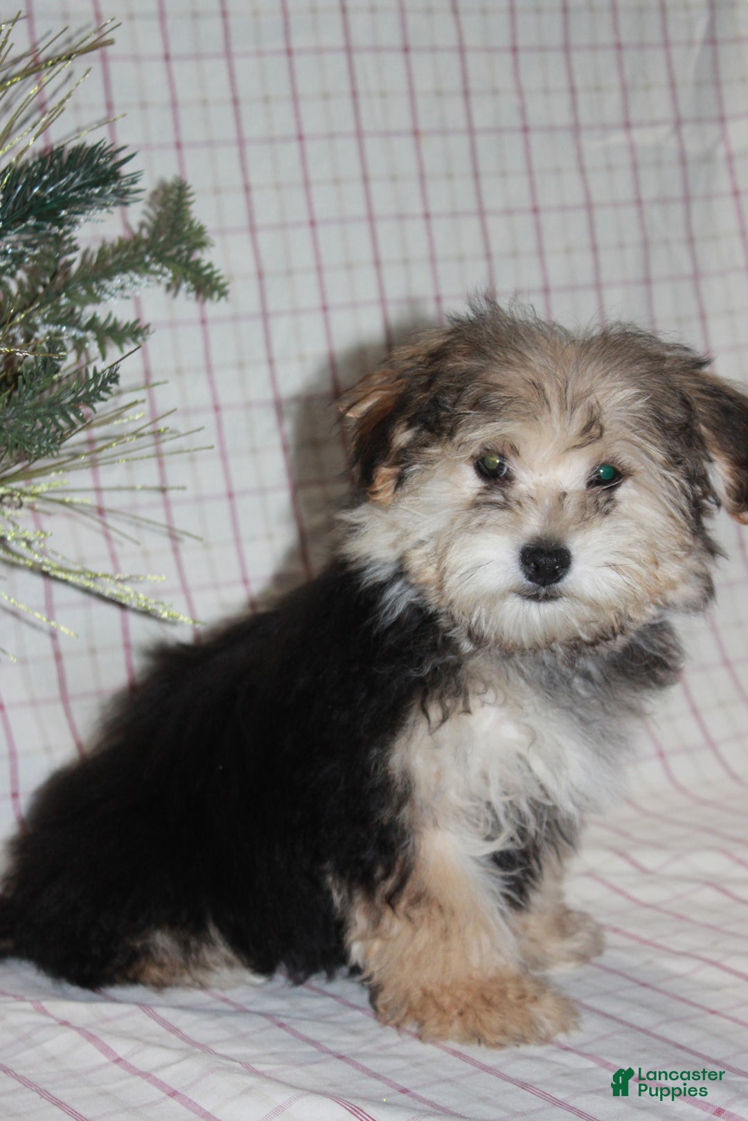 Yochon dogs for sale: Racal - Ad 2