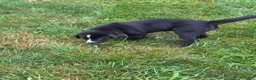 Mixed Breed dogs for sale: BONNIE - Ad 10