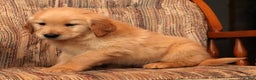 Golden Retriever dogs for sale: Dasher - Ad 8
