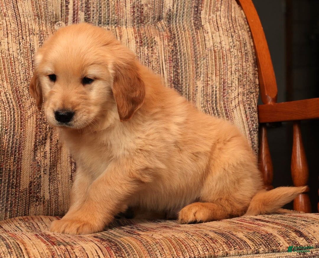 Golden Retriever dogs for sale: Dasher - Ad 8