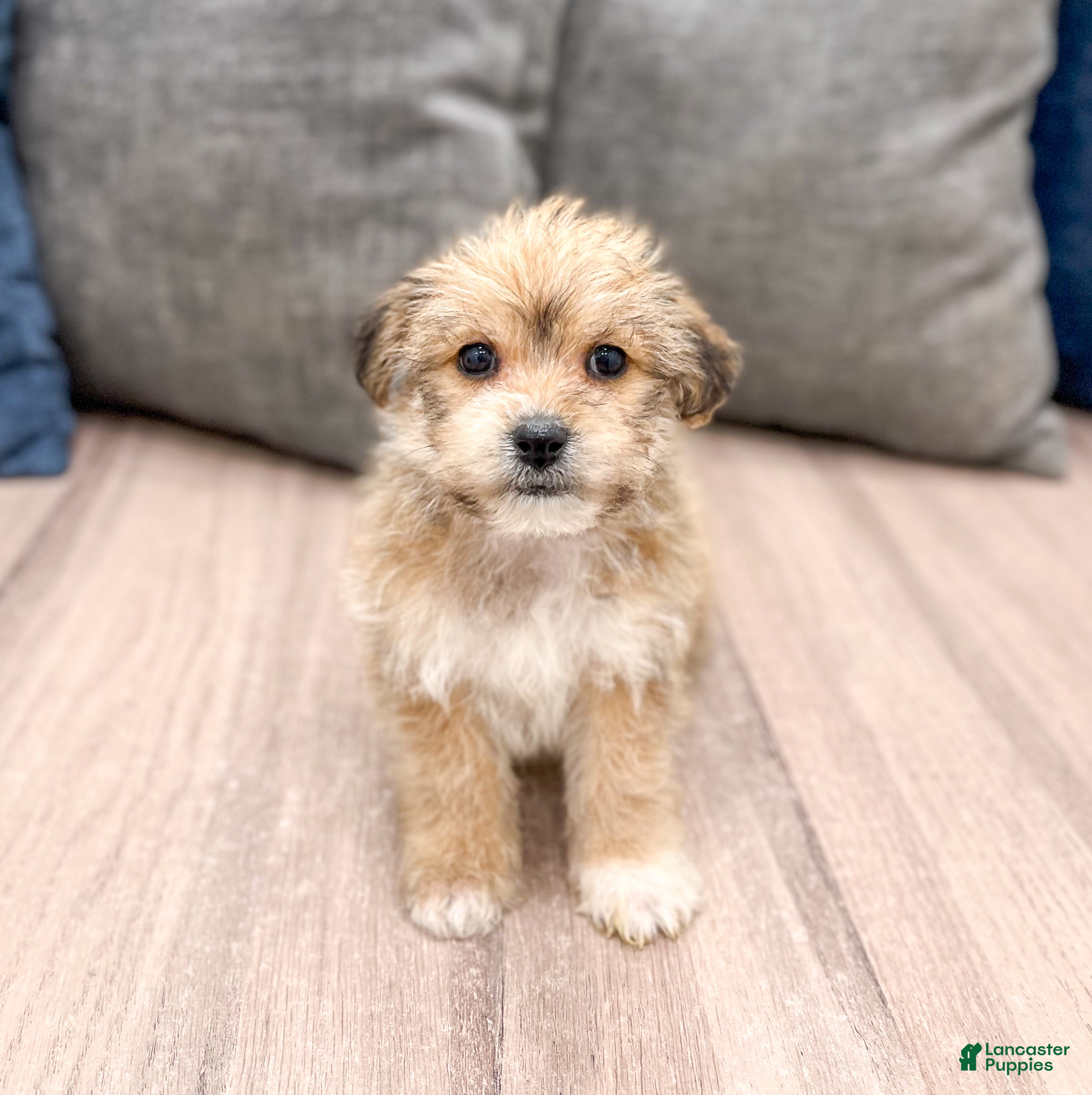 Yochon dogs Molly - Ad 1